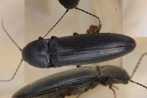 Melanotus crassicollis